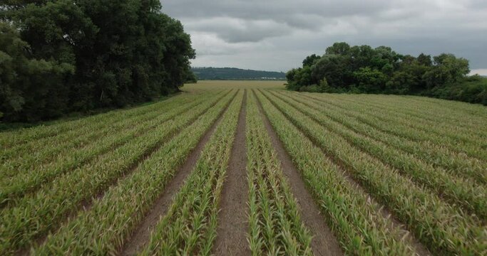 Beautiful high speed flyby over a corn field in Czech Republic