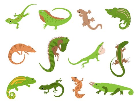 Lizard pet. Tropical reptile animals gecko, chameleon and iguana. Newt and salamander, cute colorful lizards isolated vector illustration set
