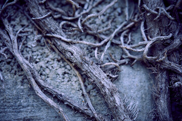 branches of plant, Halloweet background