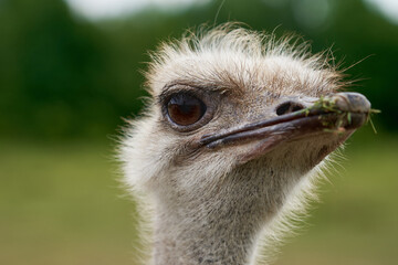 Ostrich head close up