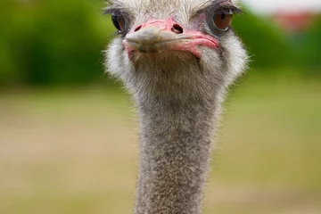 Fotobehang Ostrich head close up © olegukr