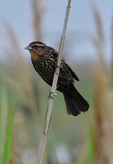 red winged blackbird