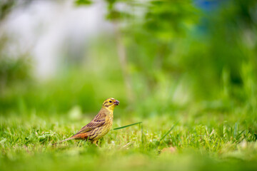 A selective focus shot of yellowhammer (emberiza citrinella) with green background in garden. The little bird collects insects to feed the chicks