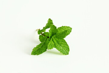 fresh mint leaf herb on white background,mint leaves isolated with text copy space,selective focus © gv image