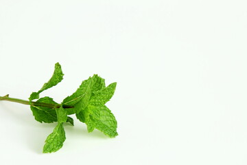 fresh mint leaf herb on white background,mint leaves isolated with text copy space,selective focus © gv image