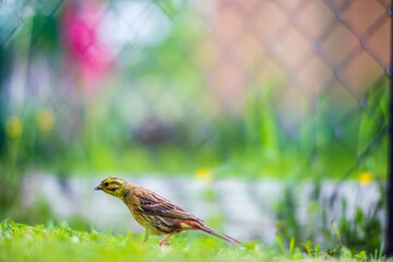 A selective focus shot of yellowhammer (emberiza citrinella) with green background in garden. A small bird runs forward on the ground