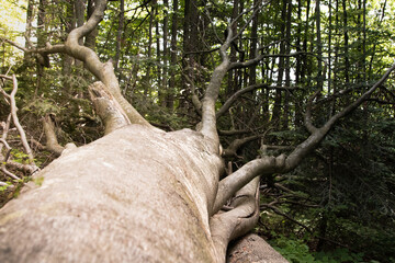 Fallen tree in the forest. A strong wind overturns trees and uproots them. Natural phenomenon in...