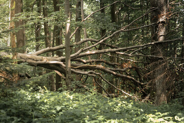Fallen tree in the forest. A strong wind overturns trees and uproots them. Natural phenomenon in the forest after heavy storms