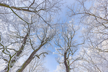 Winter landscape with snow-covered forest. Sunny day, adventure hiking deep in the forest, trail or pathway relaxing scenic view. Seasonal winter nature landscape, frozen woodland, serene peacefulness