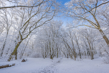 Winter landscape with snow-covered forest. Sunny day, adventure hiking deep in the forest, trail or pathway relaxing scenic view. Seasonal winter nature landscape, frozen woodland, serene peacefulness