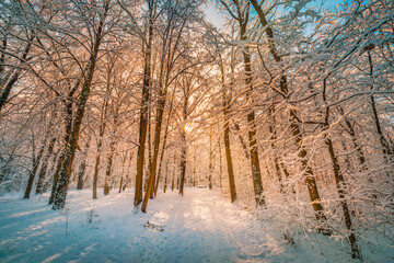 Winter landscape with snow-covered forest. Sunny day, adventure hiking deep in the forest, trail or pathway relaxing scenic view. Seasonal winter nature landscape, frozen woodland, serene peacefulness