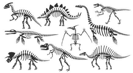 Dinosaur skeletons. Dino bones, stegosaurus fossil and tyrannosaurus skeleton. Remains of ancient animals vector illustration set