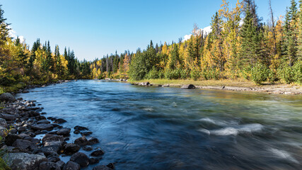 Stunning boreal forest views in northern Canada during fall, autumn with golden colors covering the...