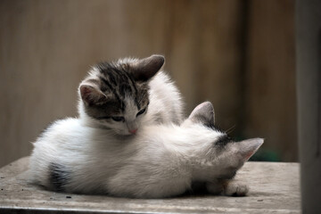 Turkish stray kitten. Homeless kitten. Istanbul Turkey,	