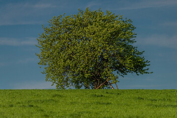 Cherry tree in windy fresh spring day in Roprachtice village