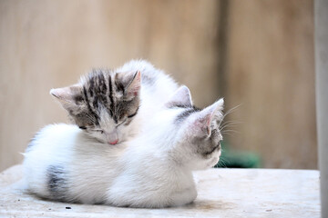 Turkish stray kitten. Homeless kitten. Istanbul Turkey,	