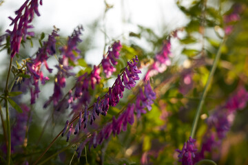 sunny meadow with beautiful flowers