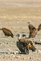 White-backed Vulture in the Kgalagadi