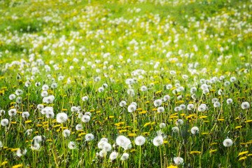 dandelions madow with yellow wildflowers and grass, spring time texture, dream atmosphere, selective focus and blur front and back