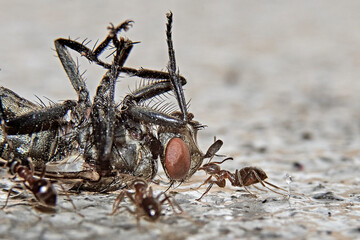 ants eating fly