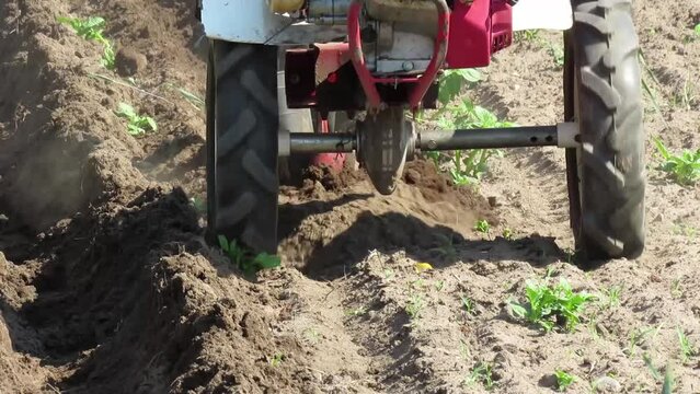 Hoeing of a potato field with a light tillerblock with a spud.