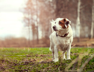 Portrait of Jack Russell Terrier on natural background in sunlight. Concept of friendship, pets.