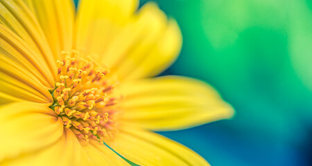 Yellow flower petals, closeup of chrysanthemum, beautiful pastel green blue abstract background. Panoramic nature floral garden macro. Bright bloom, love romance template. Beautiful serene nature - Powered by Adobe