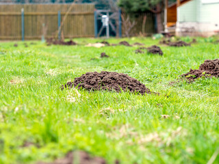 Piles of earth on the lawn dug by moles. The fight against moles, spoiled lawn