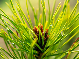 A spruce branch in the sunlight. Natural natural background.