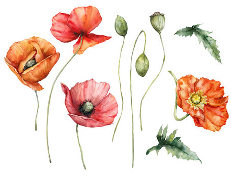 Watercolor meadow flowers set of poppy and buds. Hand painted floral illustration isolated on white background. For design, print, fabric or background.