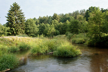 Fototapeta na wymiar Nature of Belarus, summer landscape with a small forest river Isloch