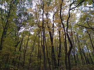 Obraz premium Tall trees in spring