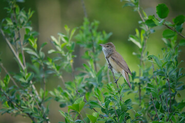 bird, natur, wild lebende tiere, tier, spatz, wild, ast, schnabel