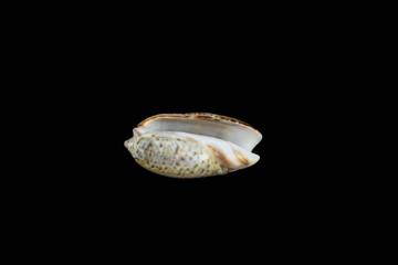 Olividea Gastropod against black background