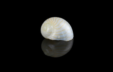 Moon Shell against black background