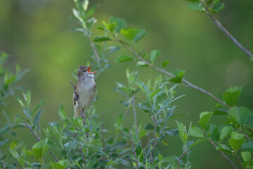 bird, natur, wild lebende tiere, tier, spatz, wild, ast, schnabel