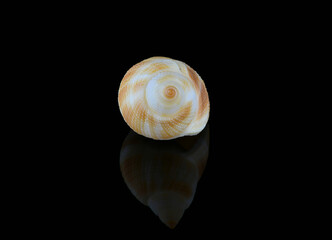 Nassarius seashell against black background