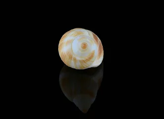 Poster Nassarius seashell against black background © DGPhotography