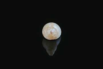 sea snail against black background