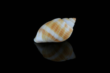 Nassarius seashell against black background