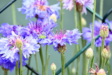 Centaurea cyanus flowers. Blue flowers. Blue centaurea cyanus in full bloom, cornflower or bachelor's button.

