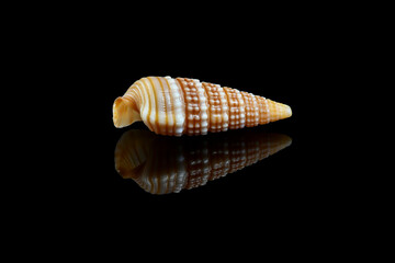 Girdled horn snail seashell against black background