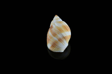 Nassarius seashell, Dubai, UAE