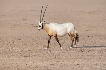 A majestic Arabian Oryx walking in the desert. Wildlife observation in the Middle East and Arabian...