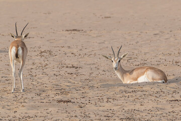 Arabian sand gazelle rest in a hole carved into the desert sands of the Middle East. Biodiversity and wildlife observation in the Middle East and Arabian Peninsula. United Arab Emirates