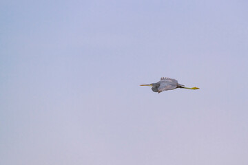 Great Blue Heron flying above the mangrove of  Umm Al Quwain, United Arab Emirates, UAE, Middle East, Arabian Peninsula