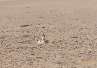 One Arabian sand gazelle finds reprieve in a hole carved into the desert sands of the Middle East. Biodiversity and wildlife observation in the Middle East and Arabian Peninsula.