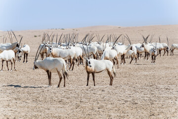 Group of graceful Arabian Oryxes roaming the desert, showcasing the rich biodiversity of Middle East and Arabian Peninsula wildlife.