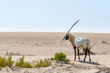 Single Arabian Oryx observing to the left in the vast expanse of the Middle Eastern desert. Copy space available for titles or text.