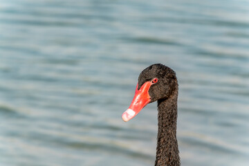 Black swan, Middle East, Arabian Peninsula
